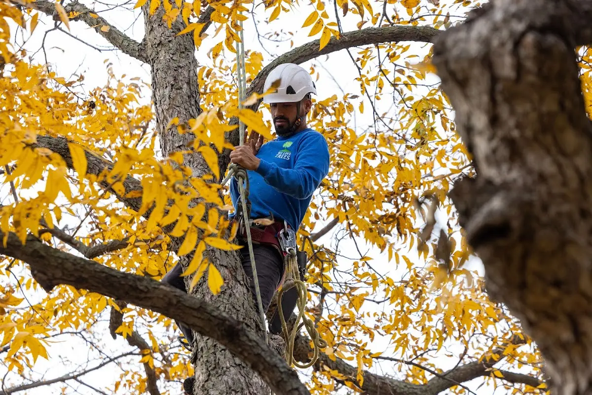 Skilled Tree Transplanting crew working in Glidden